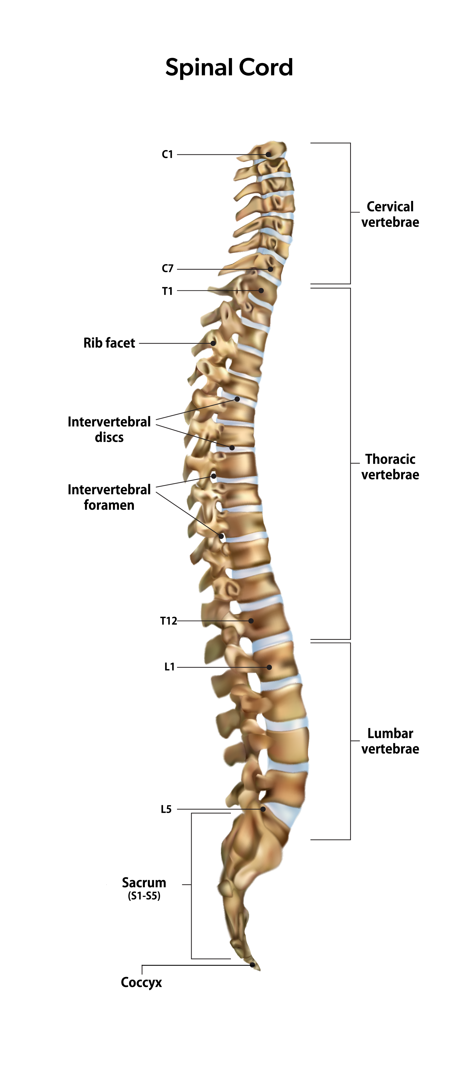 Spinal Cord – Mssiddhaclinic